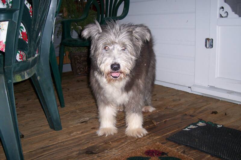apartments that allow large dogs apartments for big dogs we will find a great place for you and your large apartments that allow large dogs apartments for big dogs we will find a great place for you and your large
